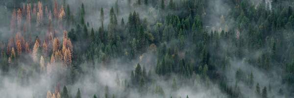 بالغ شخص پارک میں آہستہ قدم کے ساتھ چلتے ہوئے